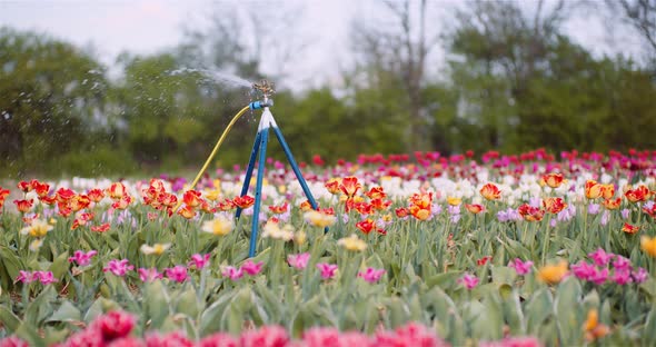 Agriculture - Water Sprinkler Watering Tulips at Flower Plantation Farm. alt