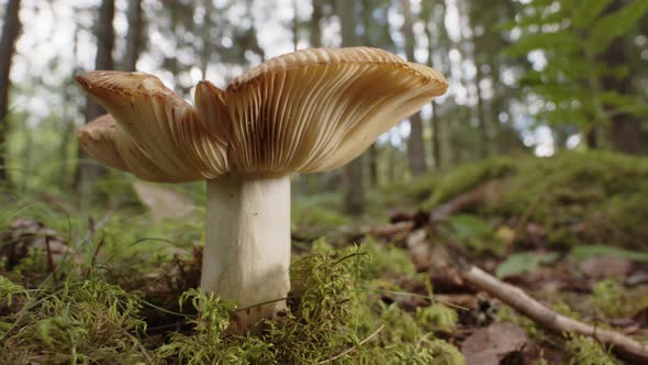 ZOOM IN, a Russula Cerolens mushroom growing in a Swedish forest alt