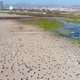 A lot of Birds on the pacific ocean coast Beach (Coquimbo, Chile) aerial view - VideoHive Item for Sale