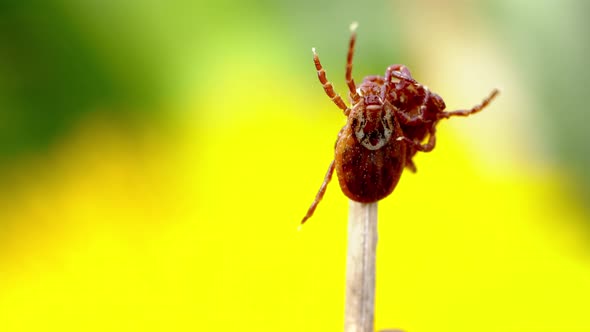 Bloodsucking Mites are Fighting on a Dry Grass with a Blurred Yellow Dandelion on the Background alt