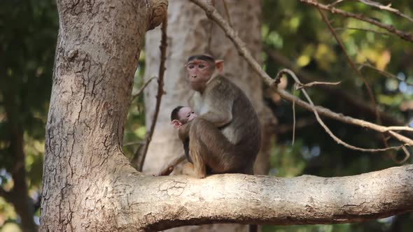 Bonnet Macaque - Macaca Radiata Or Zati With Newborn Sitting On Tree branch. Mother Monkey With Infa alt