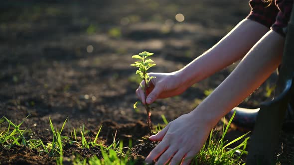 Woman Planting Young Sprout Into Dirt with Bare Hands