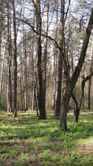 Vertical Video of Beautiful Forest Landscape Aerial View alt