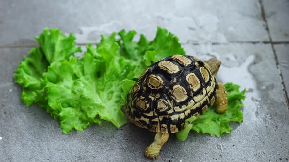 Leopard tortoise eating veggie alt