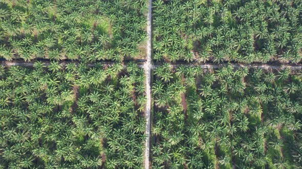 Aerial View of The Palm Oil Estates alt