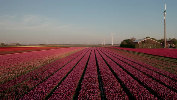 Aerial View of Tulip Planted Fields in the Dronten Area. Spring in the Netherlands