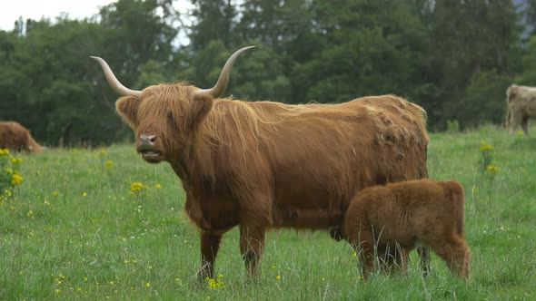 Highland calf and cow on a field  alt
