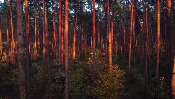 Smooth cinematic video of autumn forest at sunset