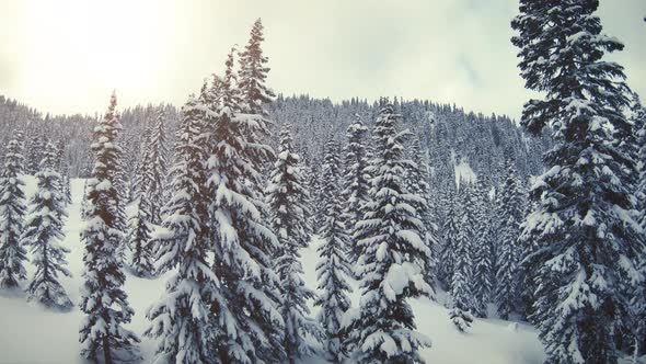 Epic View Looking Up At Pristine Forest Trees Covered In Fresh Winter Snow alt