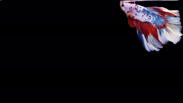 Slow motion of Siamese fighting fish (Betta splendens), well known name is Plakat Thai alt