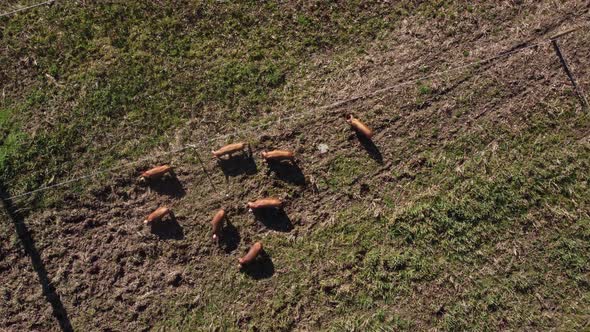 Young Tamworth Pigs In Field, Aerial, Bird's Eye View, Overhead