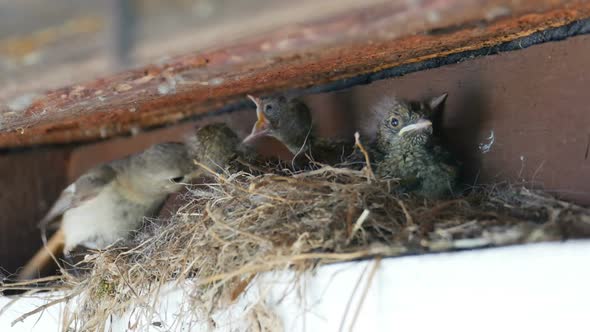 Redstart Nest. Feeding Of Nestling