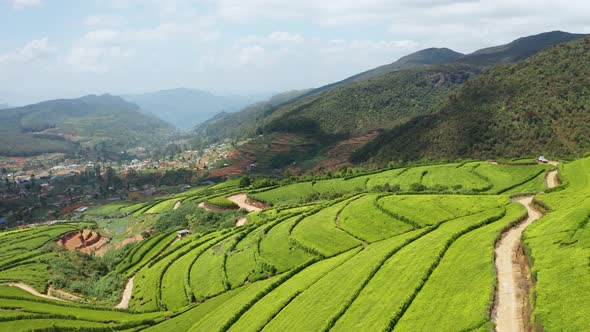 Aerial View of Tea Plantations, Fields, Hills and Meadows. Sri Lanka Island