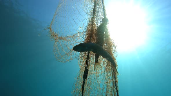 Caught Fish in Net Hanging From Boat Under Sea