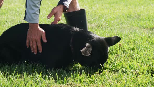 Shepherd dog with his owner in the farm alt