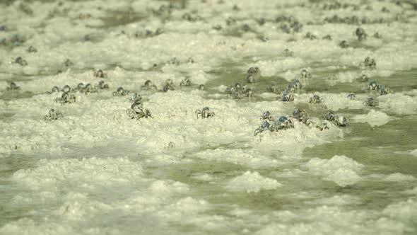 Blue Soldier Crabs on the Beach alt