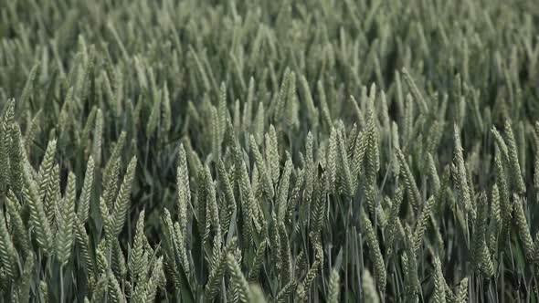  Green Wheat Stalks Blow in the Wind. Natural Wheat Field. Beautiful Nature Wheat Field