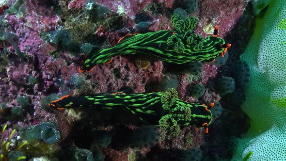 Two green Tiger Nudibranch (Nembrotha kubaryana) sitting on coral reef alt