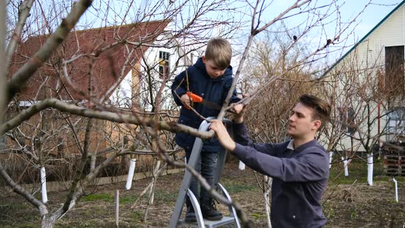 A little boy helps his dad prune trees in the garden with a saw on a spring day.
