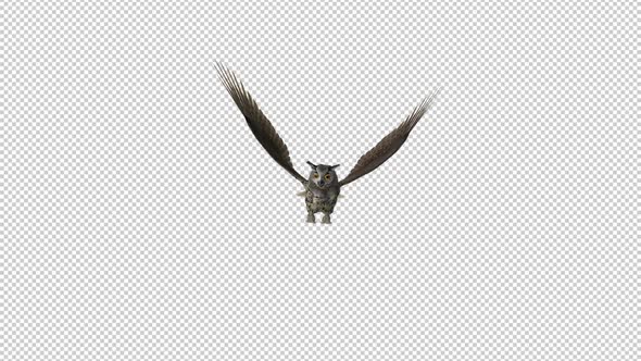 Owl - Horned - Flying Loop - Front View