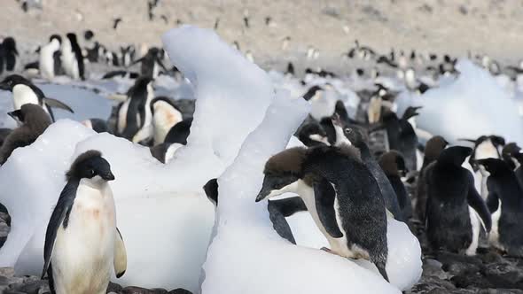 Adelie Penguins on the Ice in Antarctica