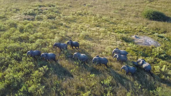 Aerial View of African bush elephant herd walking across sunset plain alt