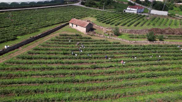 Workers Picking Blueberries in Blueberry Farm 4k alt