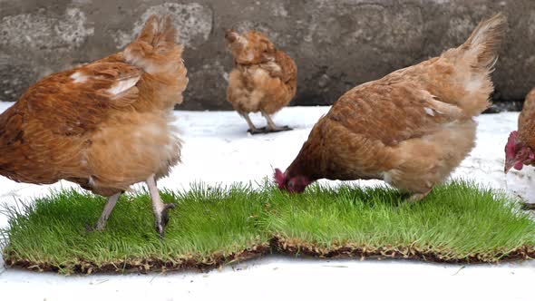 The Laying Hen Walks in Winter and Looks for Green Grass in Winter Under the Snow alt