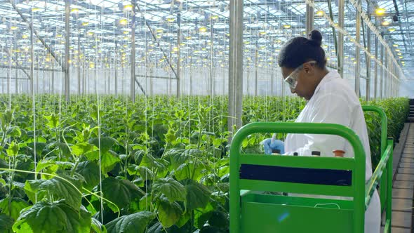 Crop Researcher Inspecting Plant in Greenhouse alt