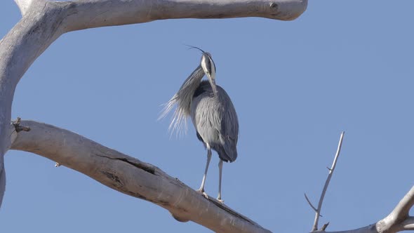 Great Blue Heron Perched High in a Tree Preening