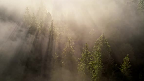 Summer Foggy Forest alt