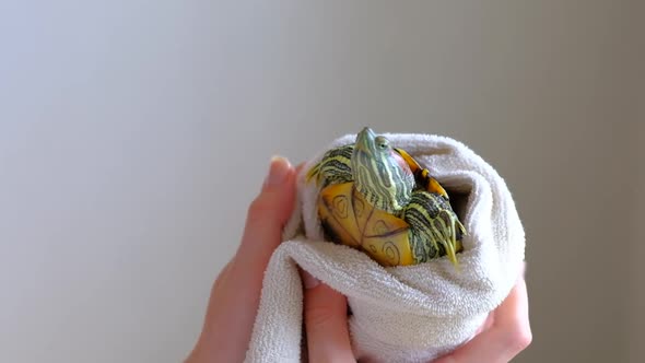 Female Hands Drying Redeared Turtle In White Towel After Washing In Bathtub alt
