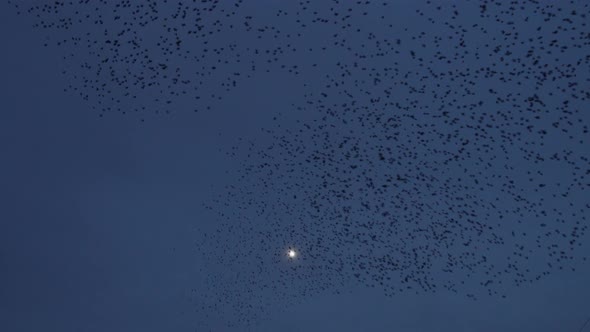 Starling Murmuration Swoops Past The Moon At Sunset With Beautiful Formation
