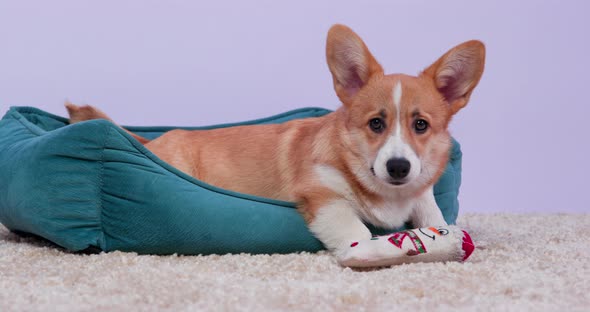 Welsh Corgi Pembroke or Cardigan Puppy Nibbles Soft Toy to Calm Growing Itchy Teeth alt