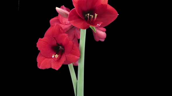 Growing, opening and rotating Royal Red amaryllis flower alt
