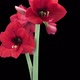 Growing, opening and rotating Royal Red amaryllis flower - VideoHive Item for Sale