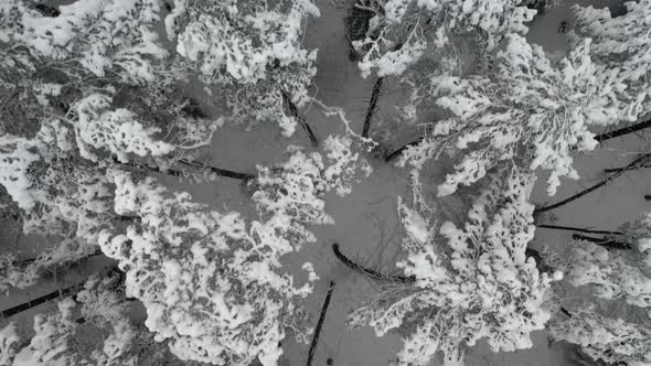 AERIAL: Top Down Shot of Drone Lifting Up Over Forest in Winter Time in Wilderness