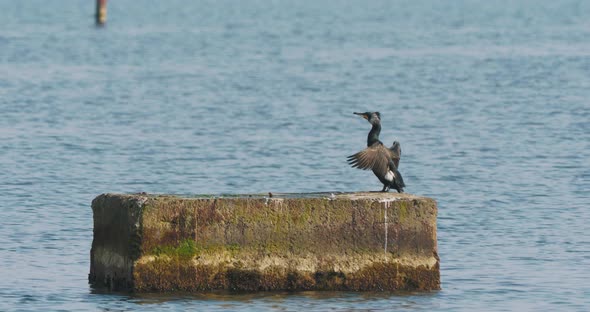 Phalacrocorax or Cormorant Dries It's Feathers on Rock Upon Water alt
