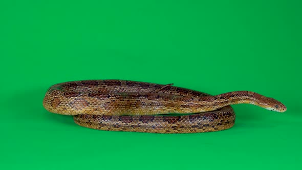 Coronella Brown Snake Crawling on Green Screen at Studio. Close Up alt