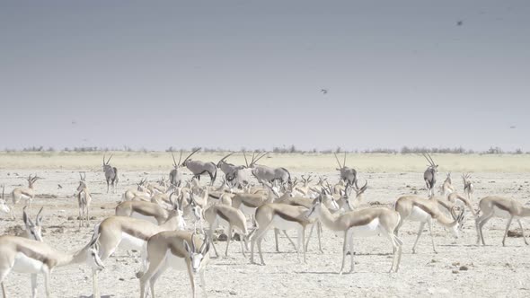 Huge Herd of Springbok and Oryx
