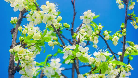 Plum Flower on Blue 1 alt