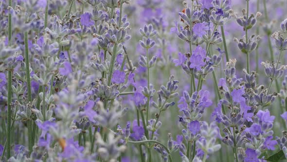 Blooming Lavender alt