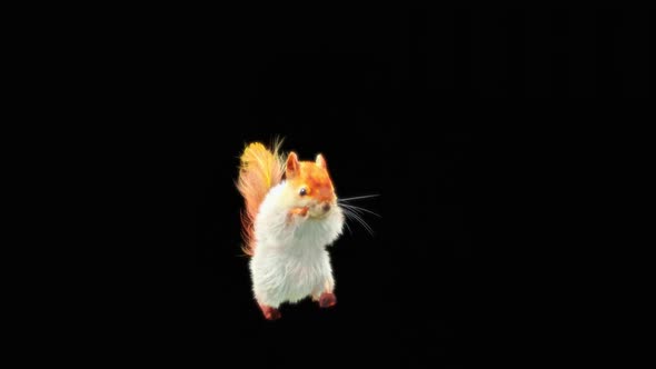71 White Squirrel Dancing HD alt