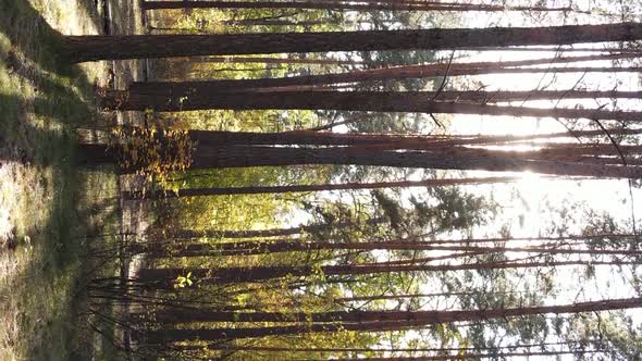 Vertical Video Autumn Forest with Trees in Ukraine Slow Motion alt