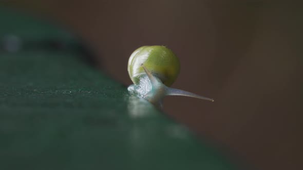 Snail Crawling Along Railing