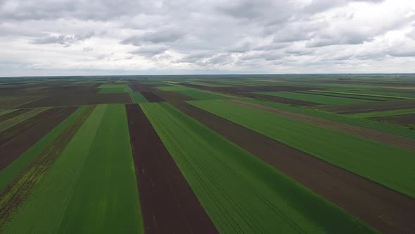 Wheat Fields In Spring