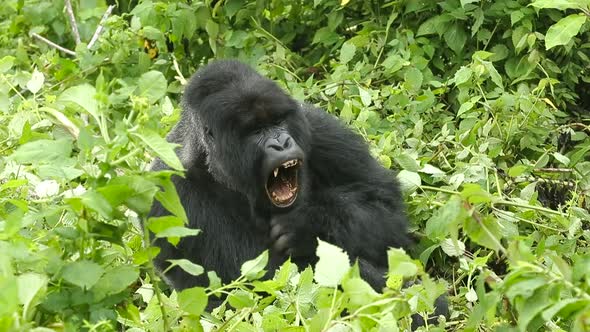 Sleepy Mountain Gorilla