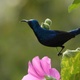 The bird sunbird.Mp4 - VideoHive Item for Sale