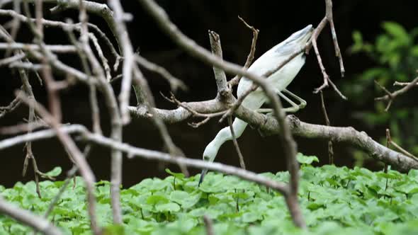 Little Blue Heron (egretta caerulea), Fishing in a River Catching Fish, Costa Rica Birds and Wildlif alt