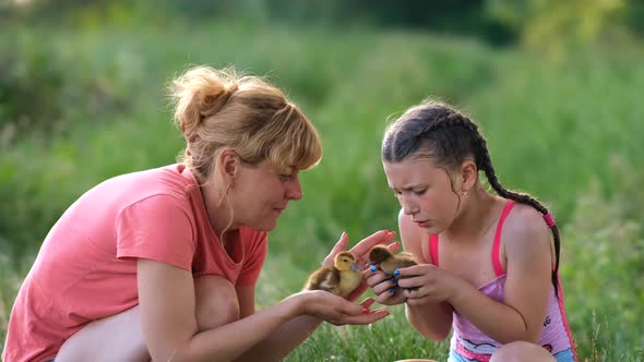 A mother and a little daughter hold small duck Chicks in their hands on a green lawn.